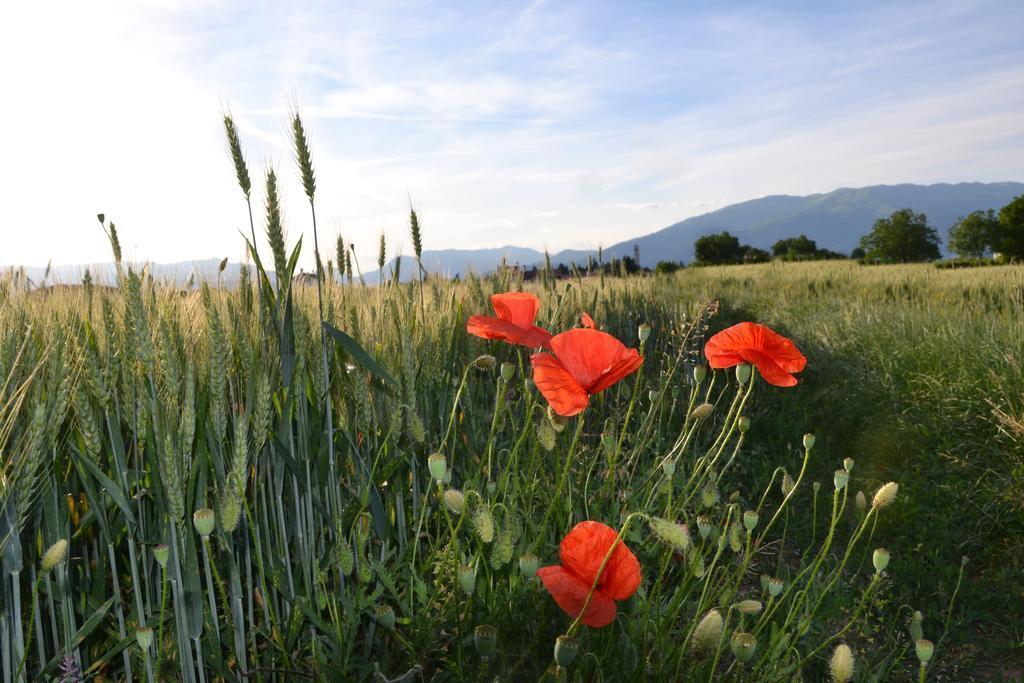 Crocetta del Montello Bed And Breakfast Villa Novella מראה חיצוני תמונה